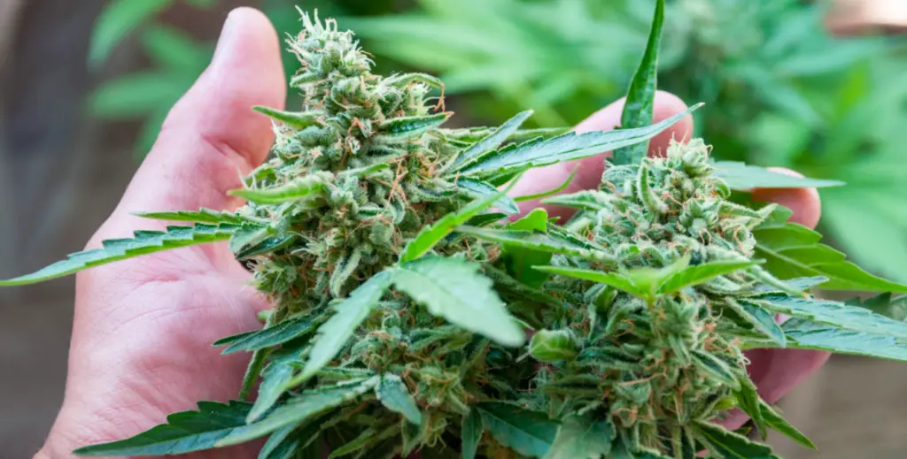 Cannabis Flowering Stages Week by Week