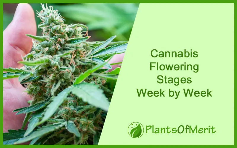 Cannabis Flowering Stages Week by Week