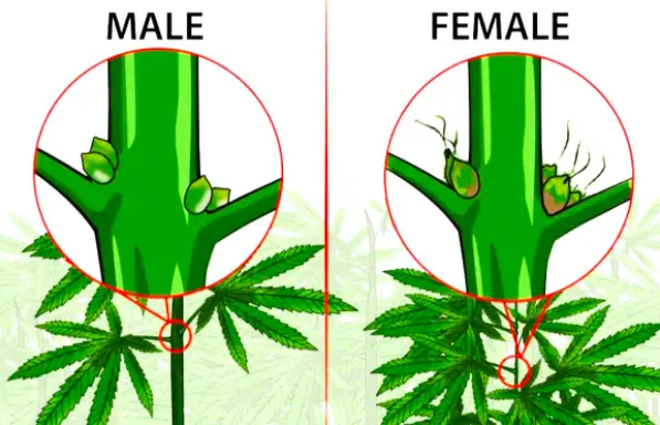 Male and Female Marijuana Seeds