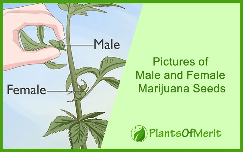 Pictures of Male and Female Marijuana Seed