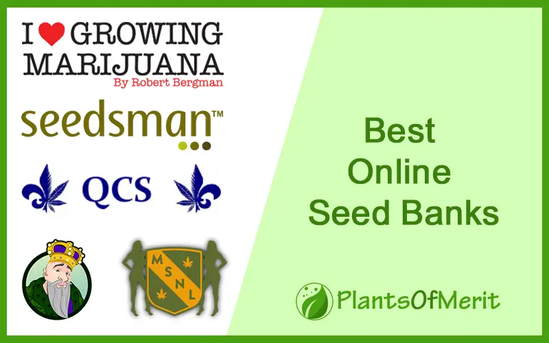 Best Online Seed Banks