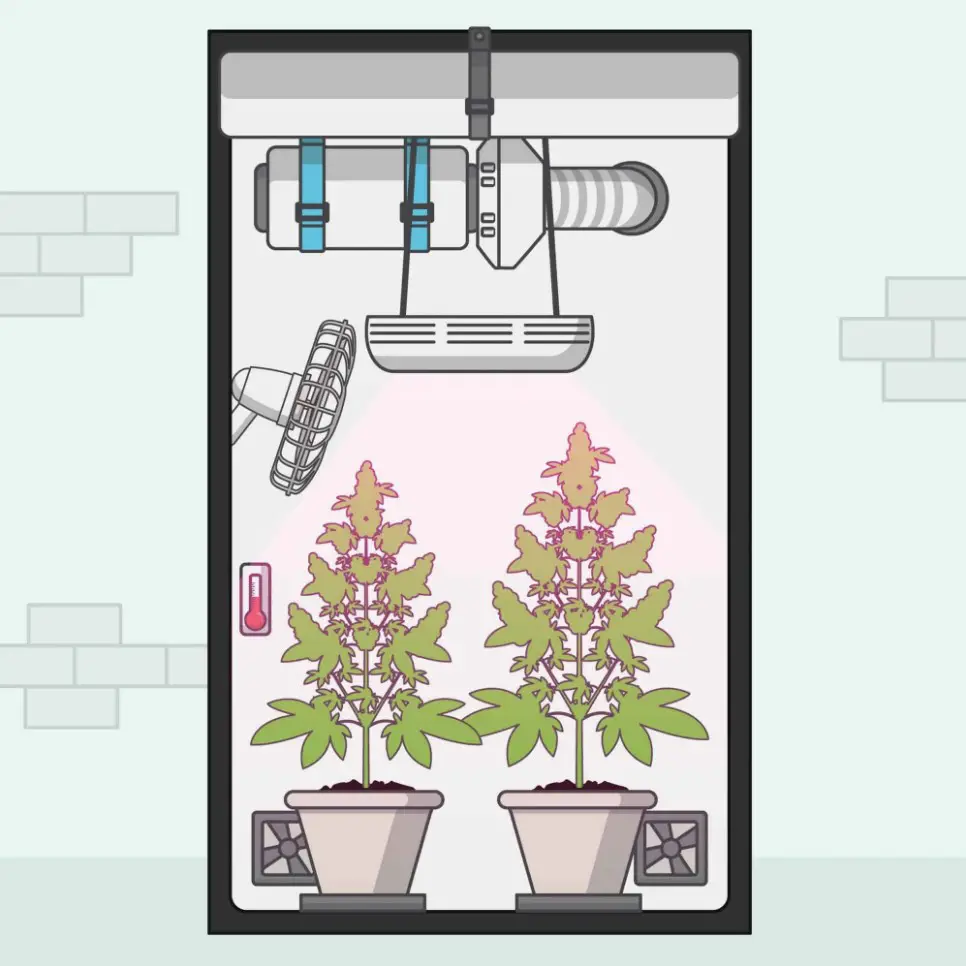 Grow Weed Indoors for Beginners