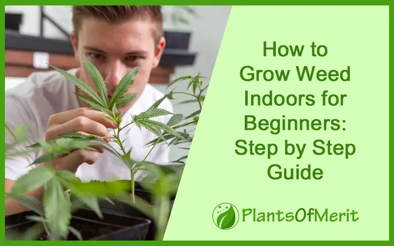 How to Grow Weed Indoors for Beginners: Step by Step Guide