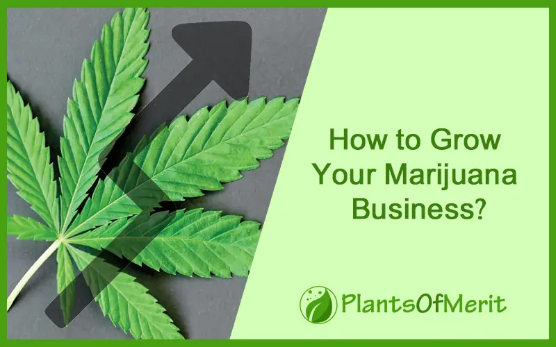 How to Grow Your Marijuana Business?