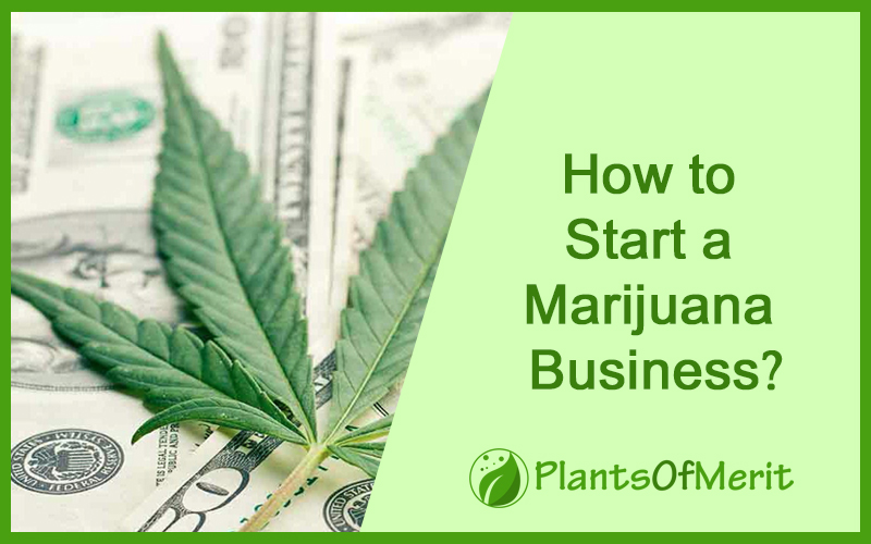 How to Start a Marijuana Business?