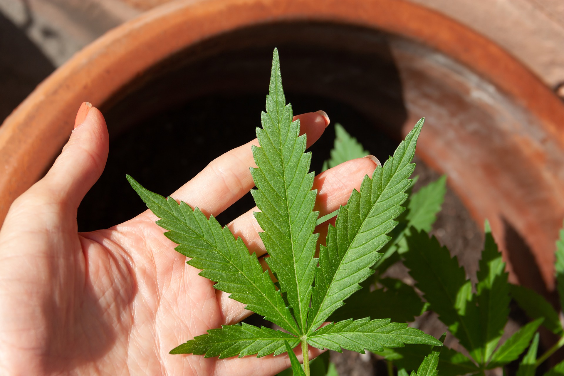 The organic growth of your marijuana business