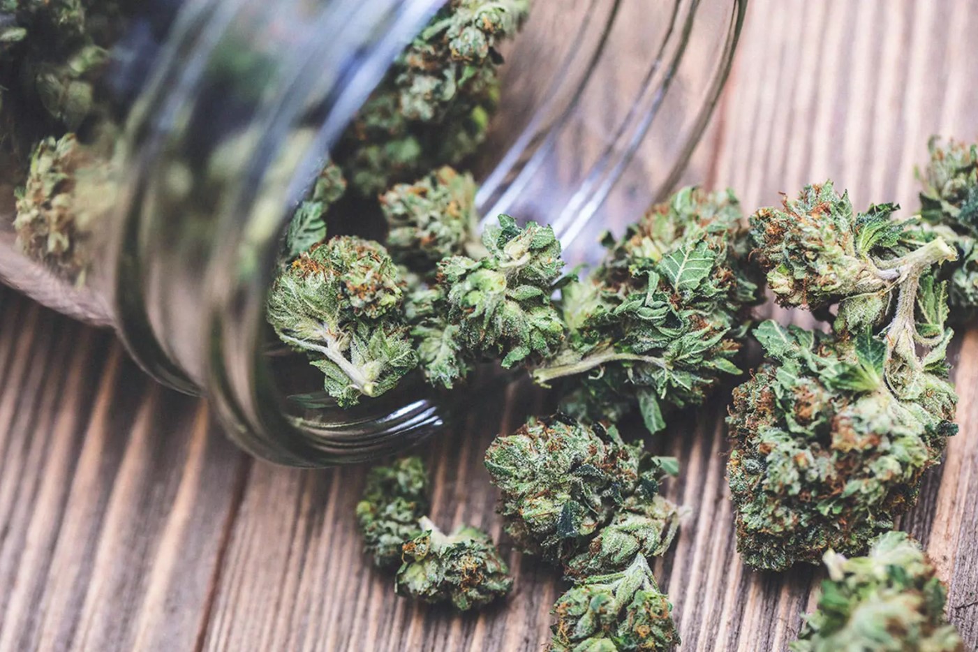 effective way to grow your marijuana business