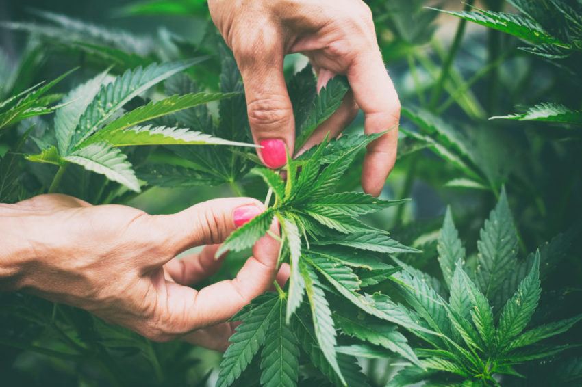 Woman controls marijuana plants