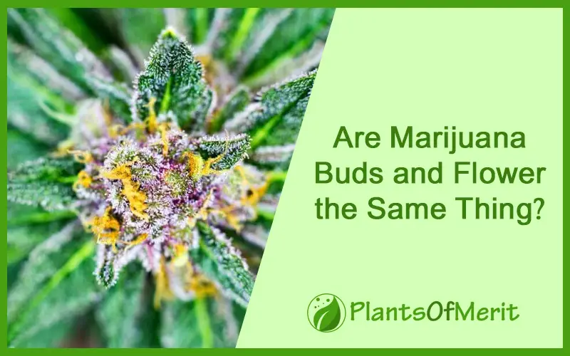 Are Marijuana Buds and “Flower” the Same Thing?