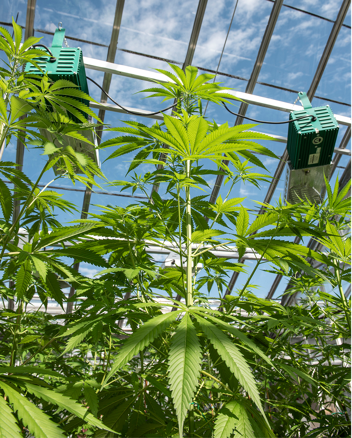 Can you grow Hemp indoors