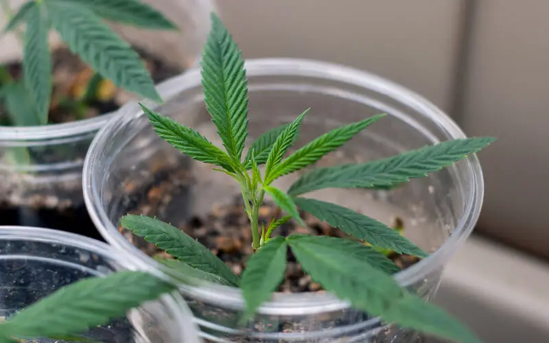What is the process to clone marijuana?
