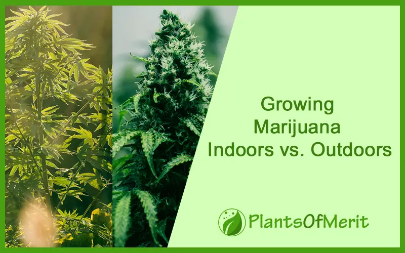 Growing Marijuana Indoors vs. Outdoors
