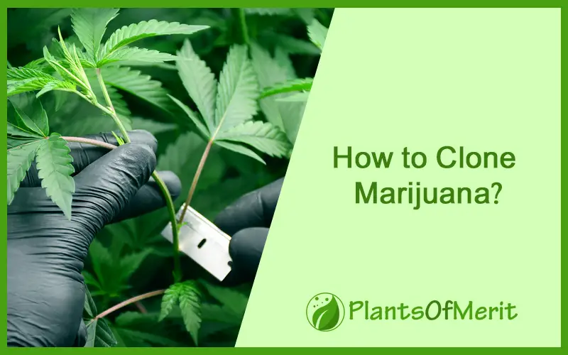 How to Clone Marijuana?