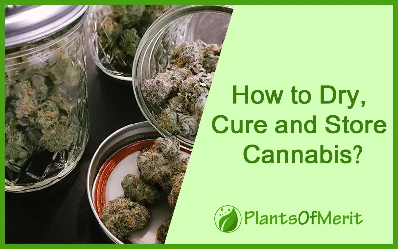 How to Dry, Cure and Store Cannabis
