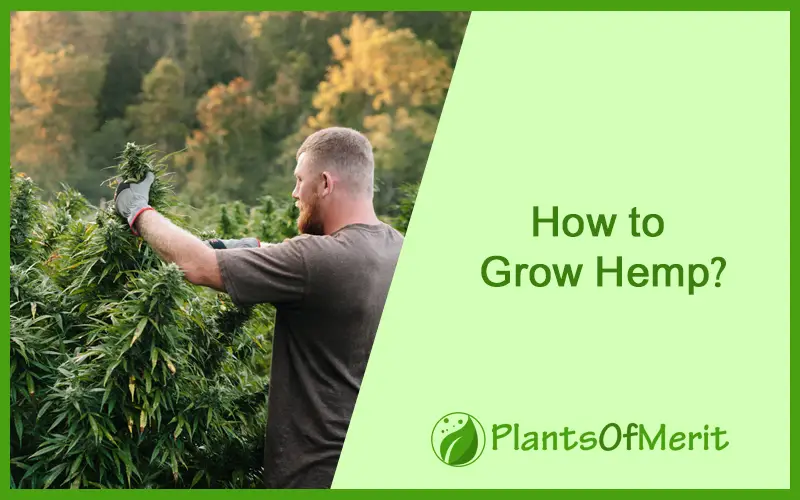 How to Grow Hemp?