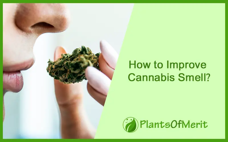 How to Improve Cannabis Smell?