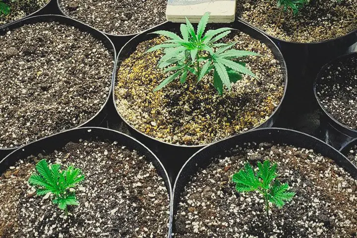 How to grow cannabis from clones?