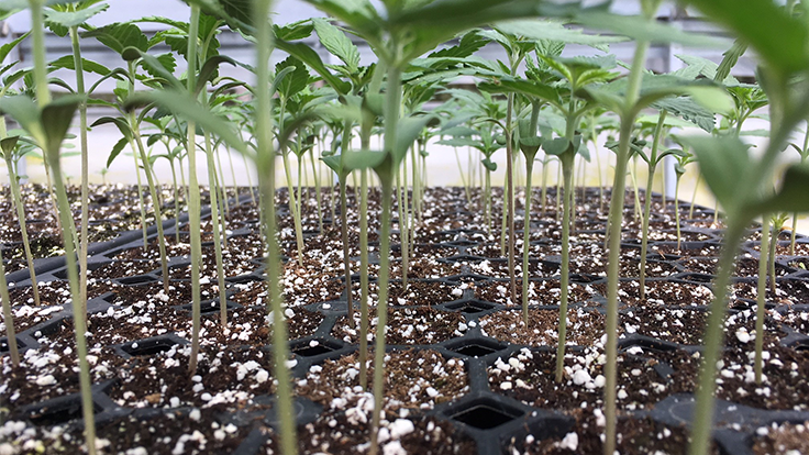 How to prepare the soil? 