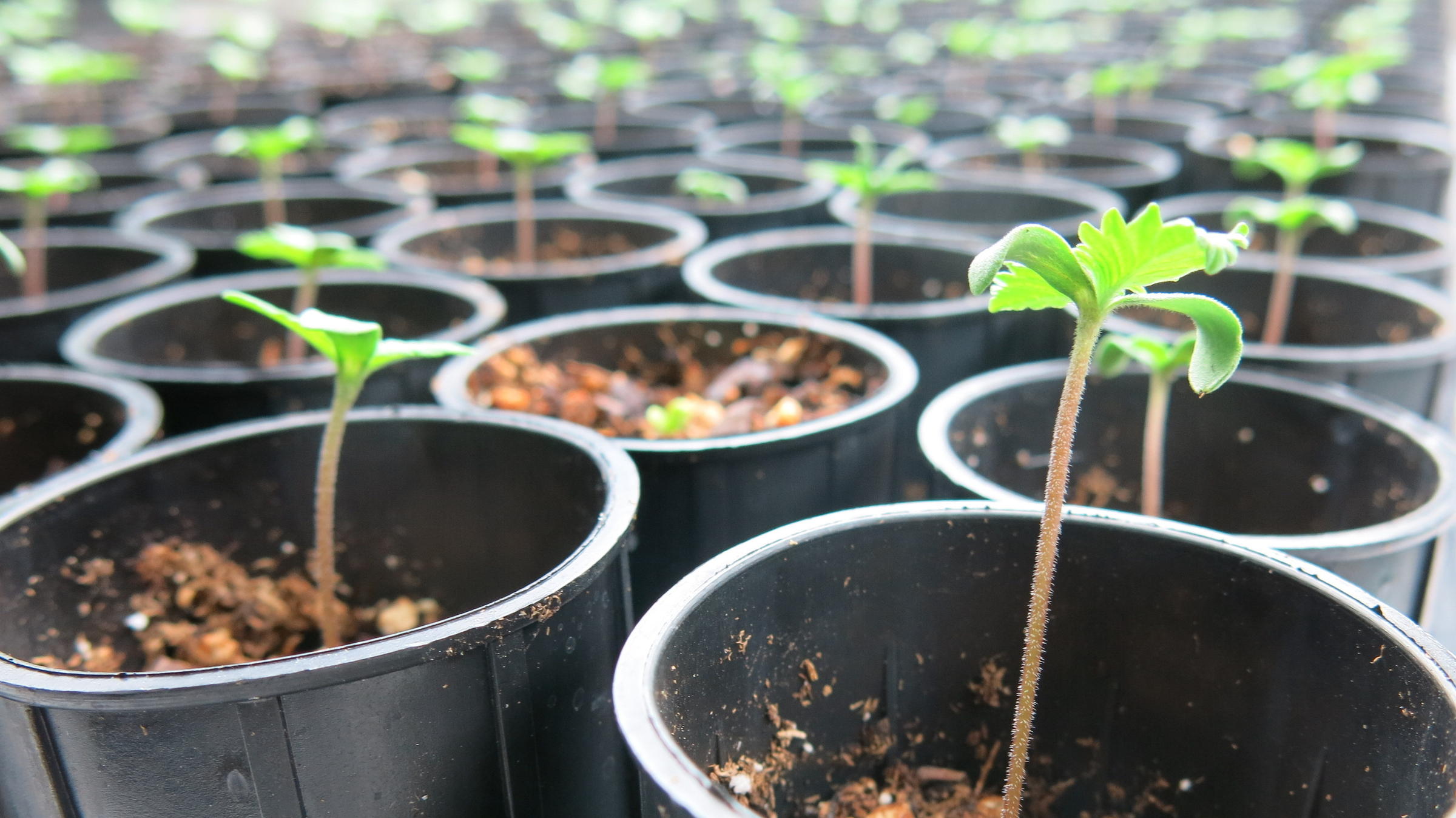 How to take good care of Hemp Seedlings?