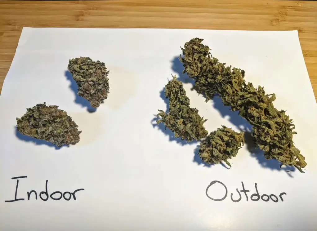 Marijuana Indoors vs. Outdoors
