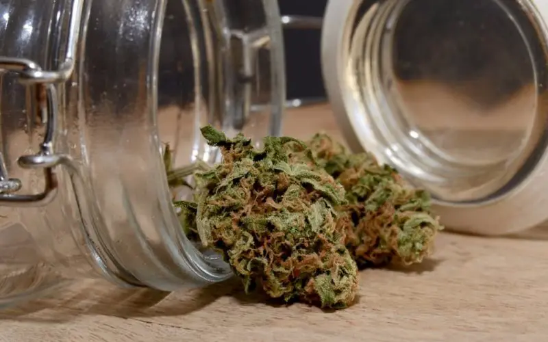 Storing Cannabis plants 