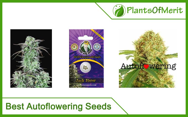 Best Autoflowering Seeds