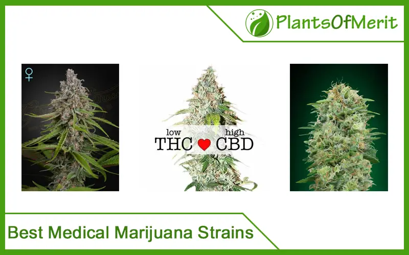 Best Medical Marijuana Strains