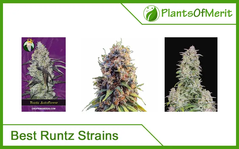 Best Runtz Strains