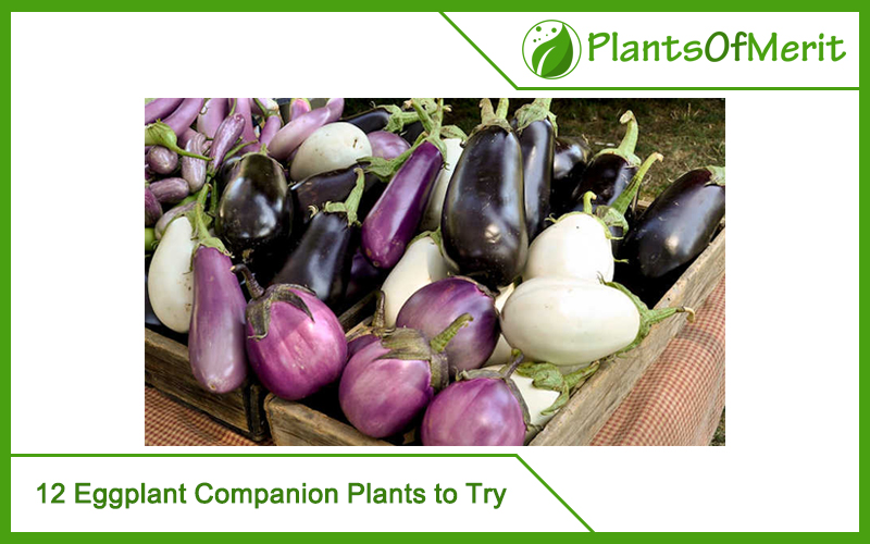 12 Eggplant Companion Plants to Try