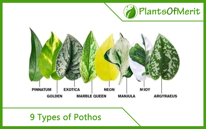 9 Types of Pothos