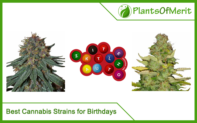 Best Cannabis Strains for Birthdays