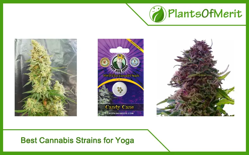 Best Cannabis Strains for Yoga