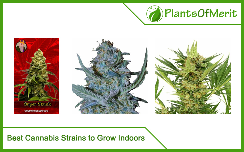 Best Cannabis Strains to Grow Indoors