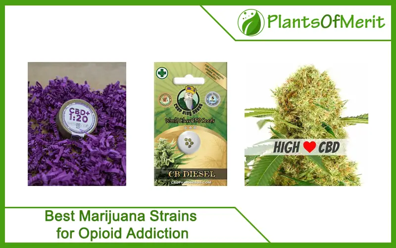 Best Marijuana Strains for Opioid Addiction