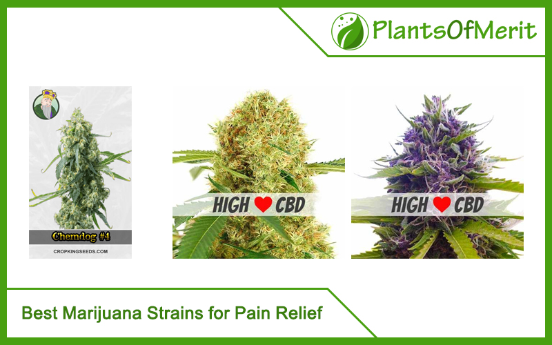 Best Marijuana Strains for Pain Relief