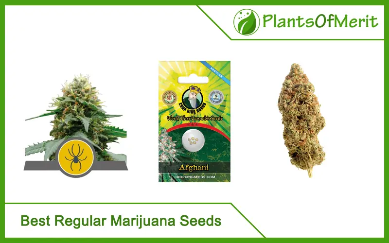 Best Regular Marijuana Seeds
