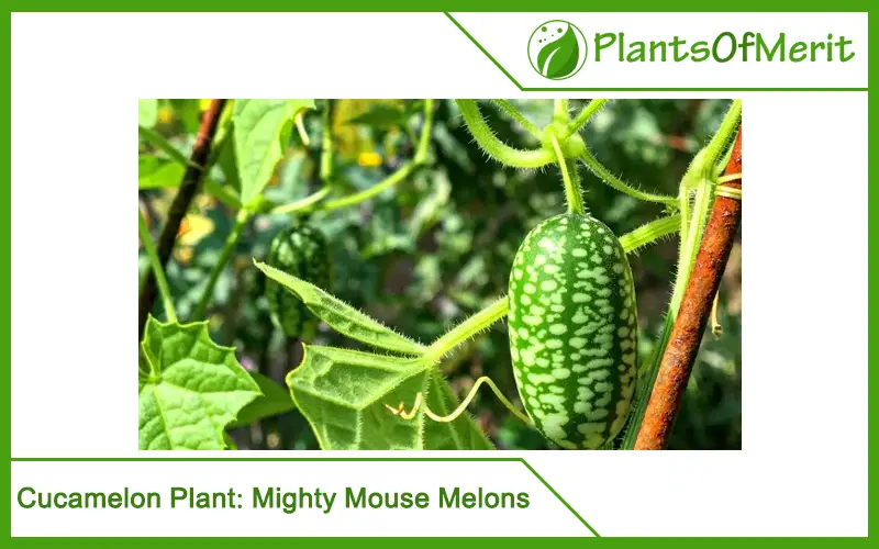 Cucamelon Plant: Mighty Mouse Melons