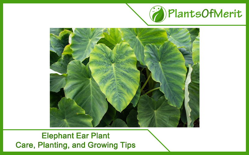 Elephant Ear Plant