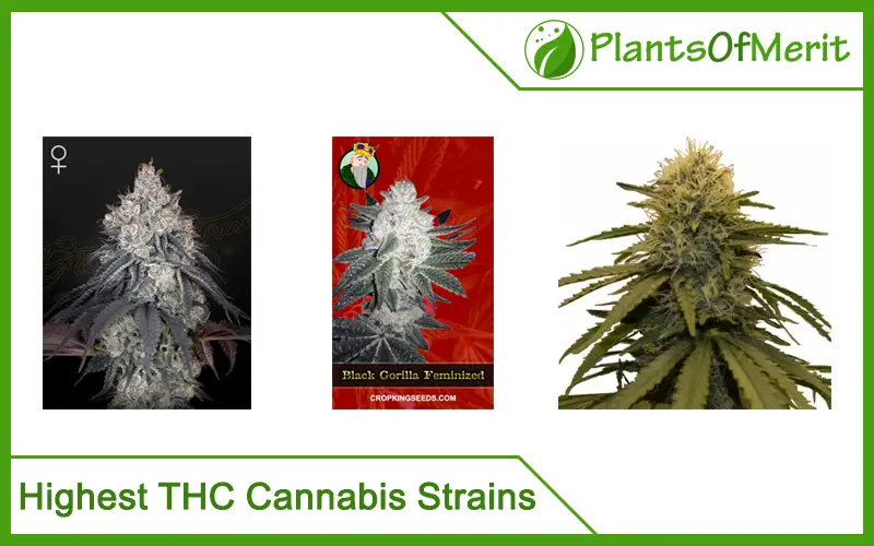 Highest THC Cannabis Strains