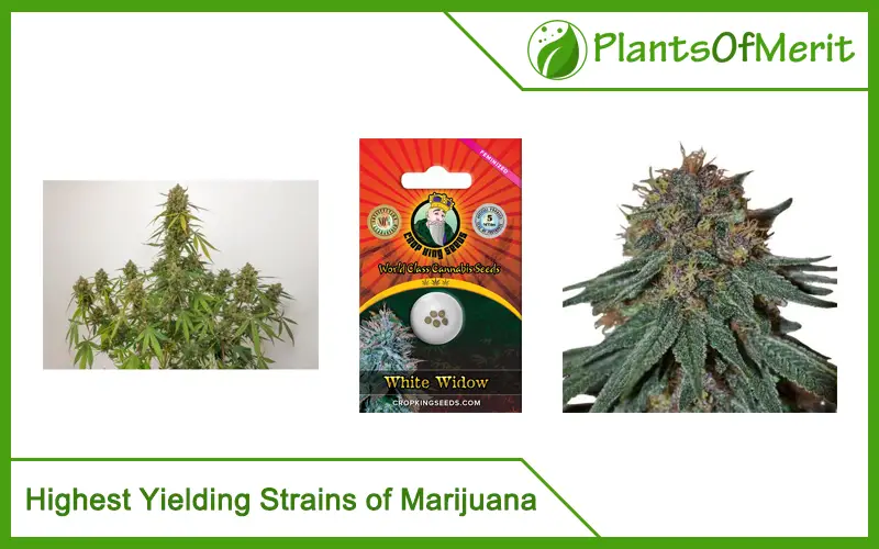 Highest Yielding Strains of Marijuana