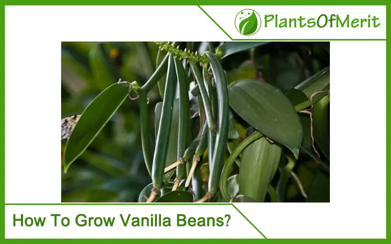 How To Grow Vanilla Beans?