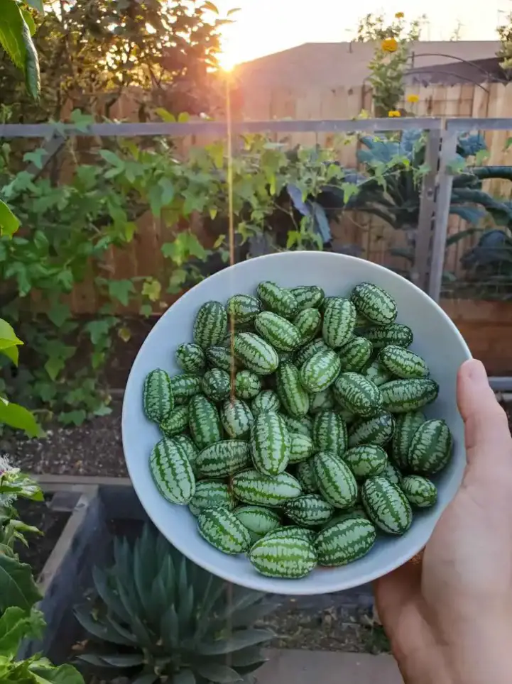 How to Correctly Plant Cucamelons