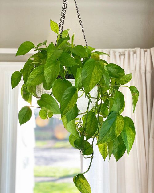 Jessenia Pothos