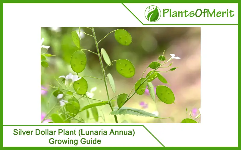 Silver Dollar Plant (Lunaria Annua) Growing Guide