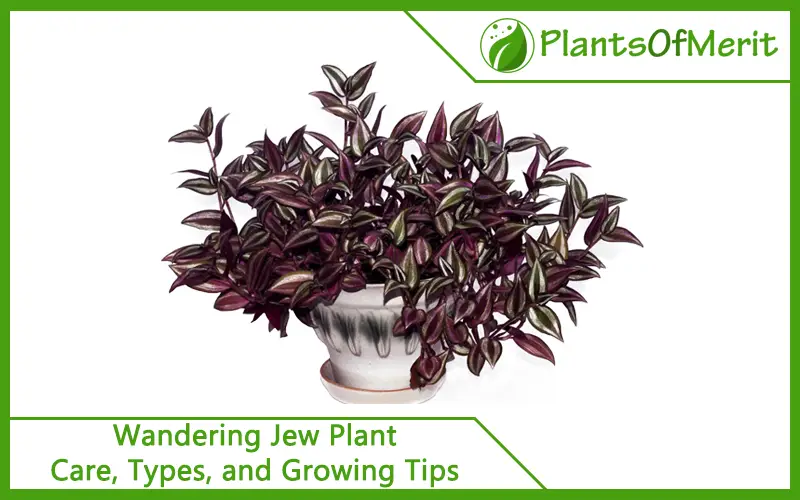 Wandering Jew Plant: Care, Types, and Growing Tips