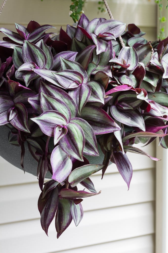 wandering jew plant with blue flowers