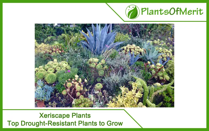 Xeriscape Plants – Top Drought-Resistant Plants to Grow
