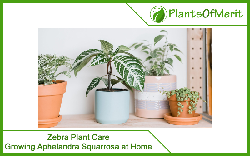 Zebra Plant Care: Growing Aphelandra Squarrosa at Home