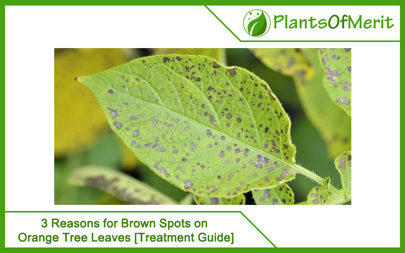 3 Reasons for Brown Spots on Orange Tree Leaves