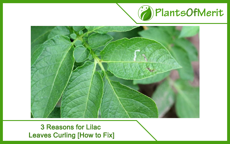 3 Reasons for Lilac Leaves Curling